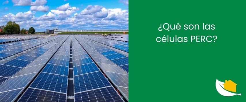 ¿Qué son las células PERC?