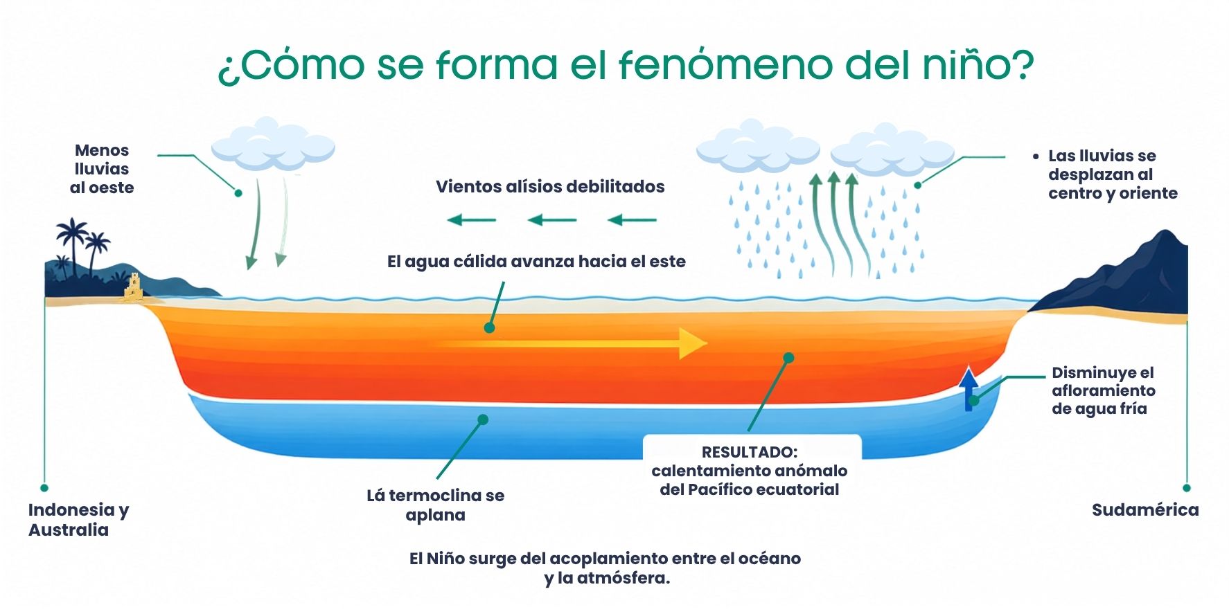 Cómo se forma el fenómeno del Niño con vientos alisios debilitados, agua cálida avanzando hacia el este y menor afloramiento de agua fría